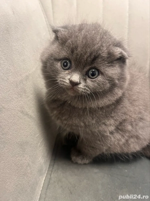 pisicuta brithis shorthair - imagine 2 pisicuta brithis shorthair - imagine 2