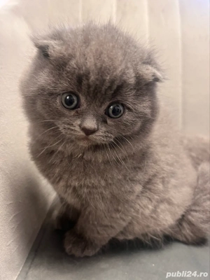 pisicuta brithis shorthair - imagine 3 pisicuta brithis shorthair - imagine 3