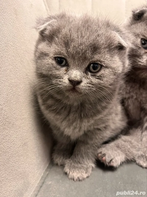 pisicuta brithis shorthair - imagine 4 pisicuta brithis shorthair - imagine 4