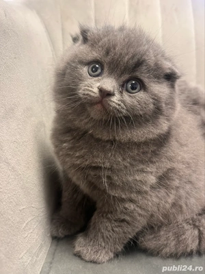 pisicuta brithis shorthair - imagine 5 pisicuta brithis shorthair - imagine 5