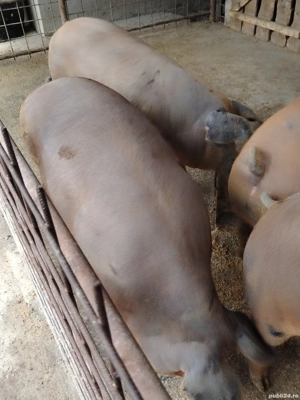 Vând Porci  - imagine 4 Vând Porci  - imagine 4