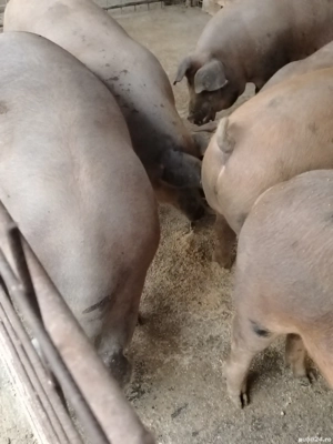 Vând Porci  - imagine 5 Vând Porci  - imagine 5