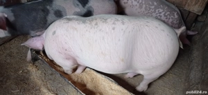 De vânzare 2 vieri și două scrofițe pietran - imagine 2 De vânzare 2 vieri și două scrofițe pietran - imagine 2