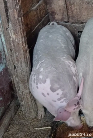 De vânzare 2 vieri și două scrofițe pietran