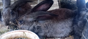 Iepuri de vânzare  - imagine 3 Iepuri de vânzare  - imagine 3