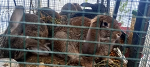 Iepuri de vânzare  - imagine 5 Iepuri de vânzare  - imagine 5