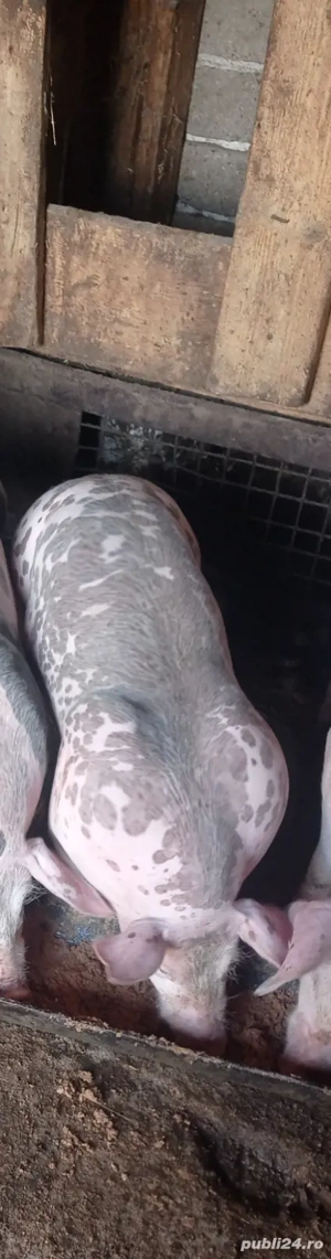 De vânzare 2 vieri și două scrofițe pietran - imagine 5 De vânzare 2 vieri și două scrofițe pietran - imagine 5