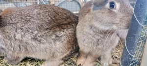 Iepuri de vânzare  - imagine 2 Iepuri de vânzare  - imagine 2