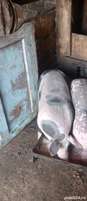 De vânzare 2 vieri și două scrofițe pietran - imagine 3 De vânzare 2 vieri și două scrofițe pietran - imagine 3