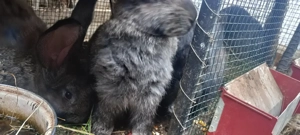 Iepuri de vânzare  - imagine 4 Iepuri de vânzare  - imagine 4