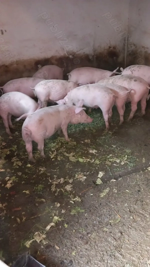 Soldani de vanzare,au 50,60 kg. - imagine 2