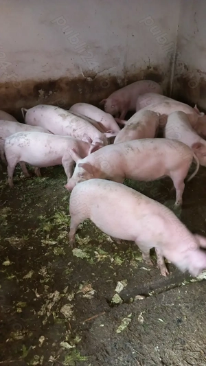 Soldani de vanzare,au 50,60 kg. - imagine 4