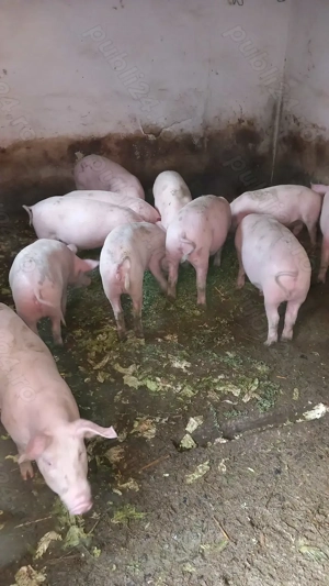 Soldani de vanzare,au 50,60 kg. - imagine 3