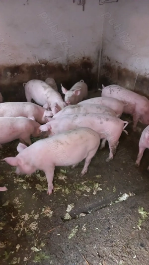 Soldani de vanzare,au 50,60 kg. - imagine 5