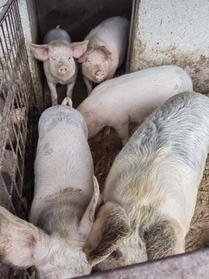 Vând porci cu greutăți cuprinse între 30-350 kg  - imagine 4