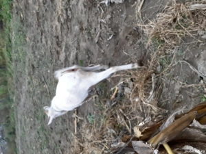 vînd tap de rasă  zanes de 1 .an. am montat cu el anul acesta