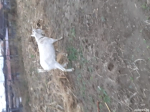 vînd tap de rasă  zanes de 1 .an. am montat cu el anul acesta - imagine 2 vînd tap de rasă  zanes de 1 .an. am montat cu el anul acesta - imagine 2