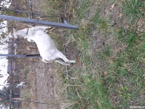 vînd tap de rasă  zanes de 1 .an. am montat cu el anul acesta - imagine 3 vînd tap de rasă  zanes de 1 .an. am montat cu el anul acesta - imagine 3