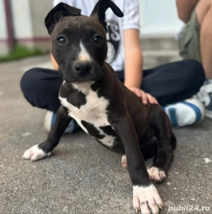 vând amstaff - imagine 2 vând amstaff - imagine 2