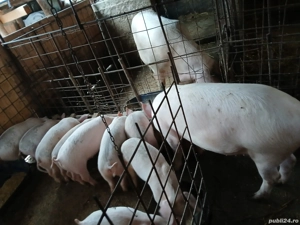 purcei de vânzare  - imagine 2