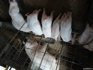 purcei de vânzare  - imagine 3