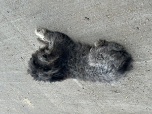 Vand bichon și labrador