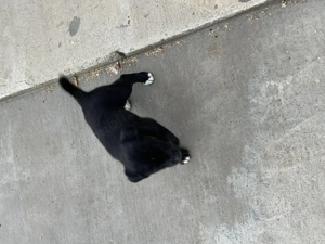 Vand bichon și labrador  - imagine 3 Vand bichon și labrador  - imagine 3