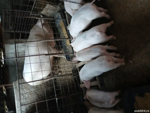 purcei de vânzare  - imagine 4