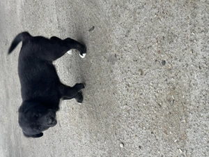 Vand bichon și labrador  - imagine 5 Vand bichon și labrador  - imagine 5