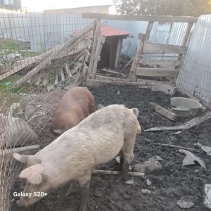 porci mangalita cca 90-95kg - imagine 3