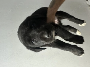 Vand bichon și labrador  - imagine 4 Vand bichon și labrador  - imagine 4