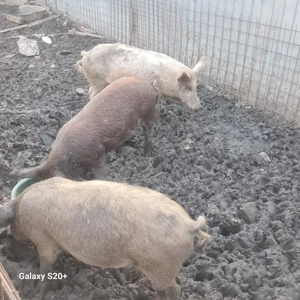 porci mangalita cca 90-95kg - imagine 2