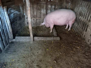 Vând porc !!! - imagine 2