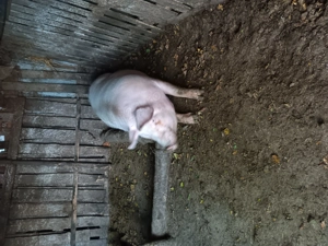 Vând porc !!! - imagine 4