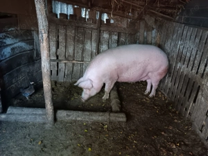 Vând porc !!! - imagine 3