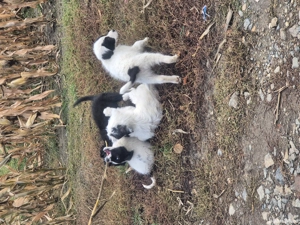 donez pui de caini - imagine 5