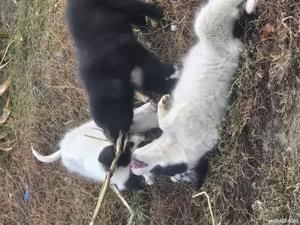 donez pui de caini - imagine 2