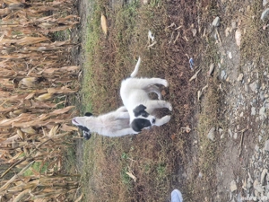 donez pui de caini - imagine 3