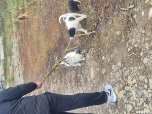 donez pui de caini - imagine 4