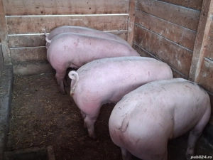 vând porci 135-140 kg,Rasa de calitate Pic, carne  100%!