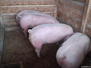 vând porci 135-140 kg,Rasa de calitate Pic, carne  100%! - imagine 2