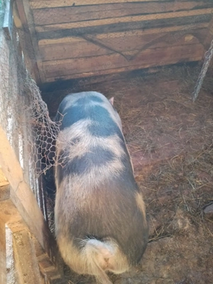 De vanzare purcica - imagine 2