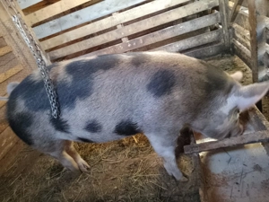 De vanzare purcica - imagine 3