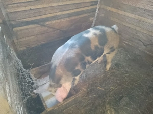 De vanzare purcica - imagine 4