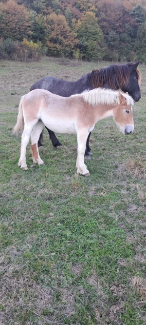 Mânză de 5 luni de vanzare - imagine 3 Mânză de 5 luni de vanzare - imagine 3