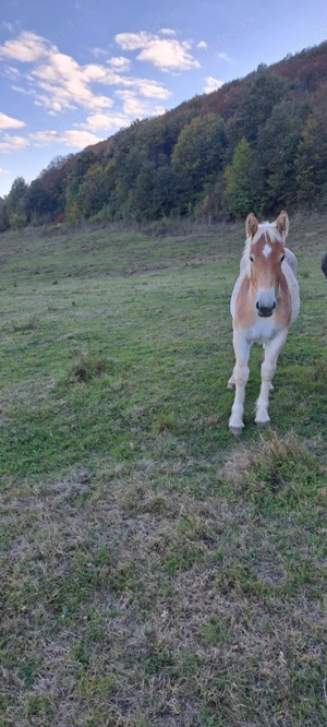 Mânză de 5 luni de vanzare - imagine 2 Mânză de 5 luni de vanzare - imagine 2