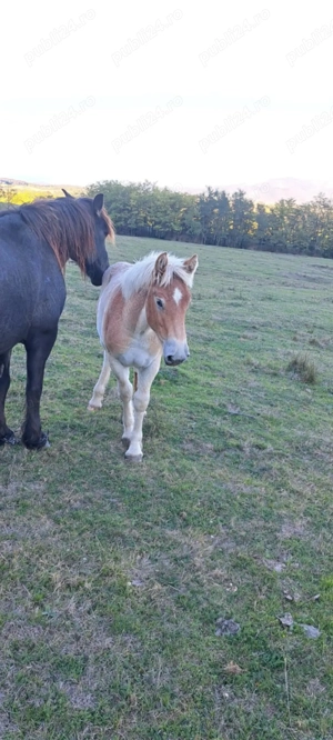 Mânză de 5 luni de vanzare - imagine 4 Mânză de 5 luni de vanzare - imagine 4