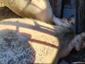 vand porci grasi - imagine 4