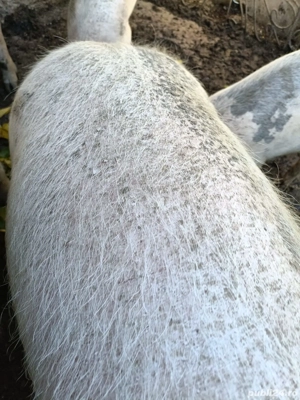 vand porci grasi - imagine 3