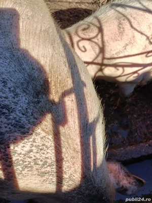 vand porci grasi - imagine 2